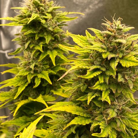 Wedding cake auto growlog timeline photo