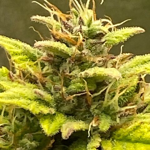 Wedding cake auto growlog timeline photo