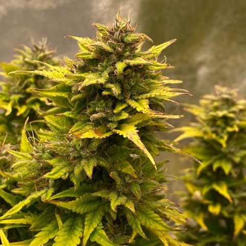 Wedding cake auto growlog timeline photo