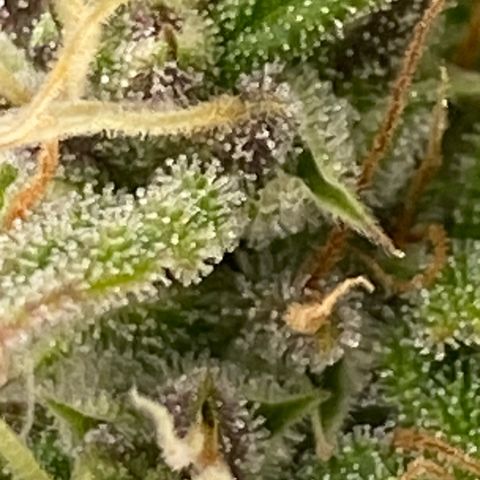 Wedding cake auto growlog timeline photo