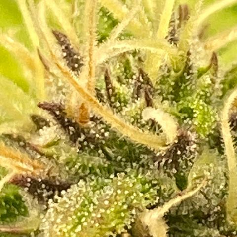 Wedding cake auto growlog timeline photo