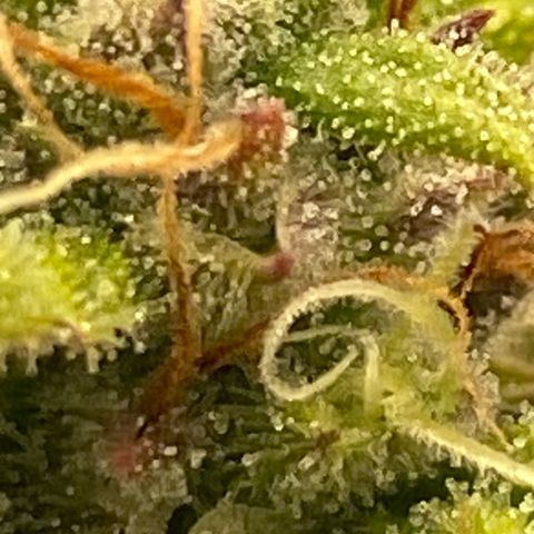 Wedding cake auto growlog timeline photo