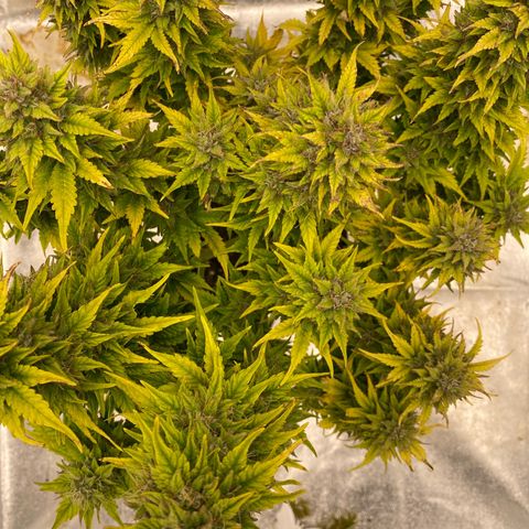 Wedding cake auto growlog timeline photo