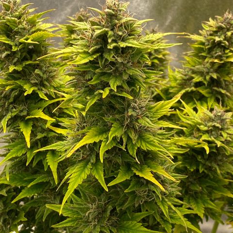Wedding cake auto growlog timeline photo