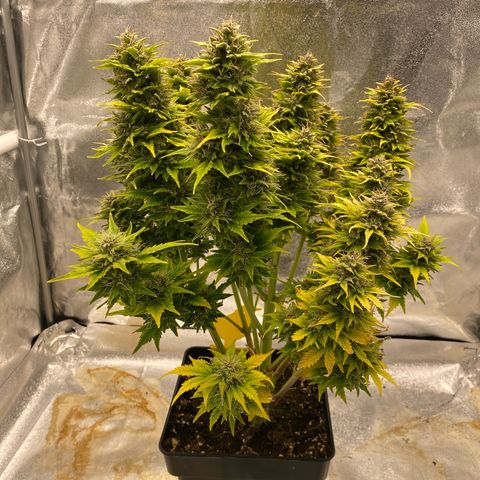 Wedding cake auto growlog timeline photo