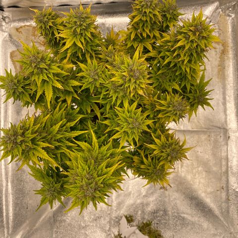Wedding cake auto growlog timeline photo