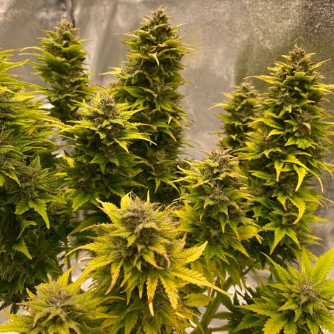 Wedding cake auto growlog timeline photo