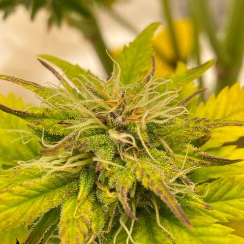 Wedding cake auto growlog timeline photo