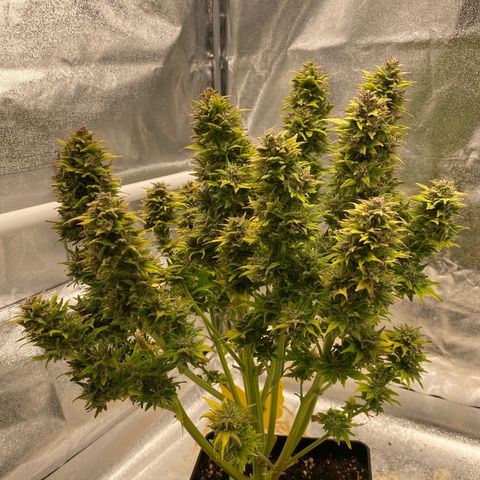 Wedding cake auto growlog timeline photo