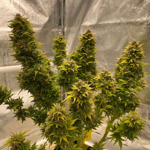 Wedding cake auto growlog timeline photo
