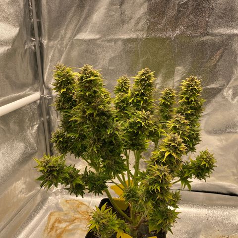 Wedding cake auto growlog timeline photo