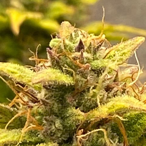Wedding cake auto growlog timeline photo