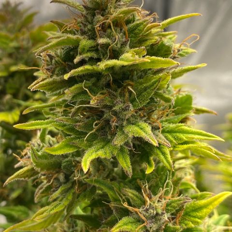 Wedding cake auto growlog timeline photo
