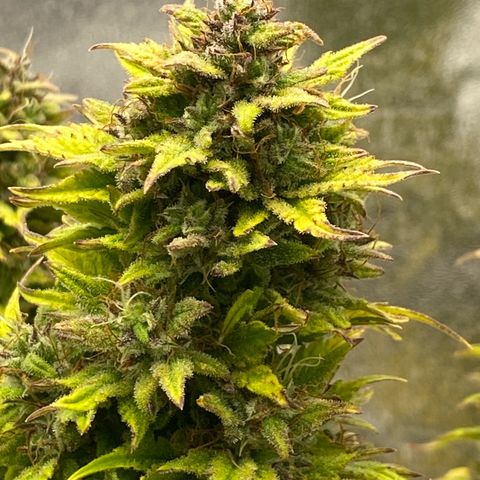 Wedding cake auto growlog timeline photo