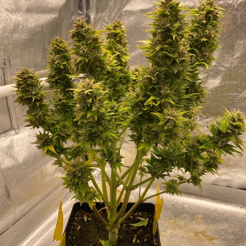 Wedding cake auto growlog timeline photo