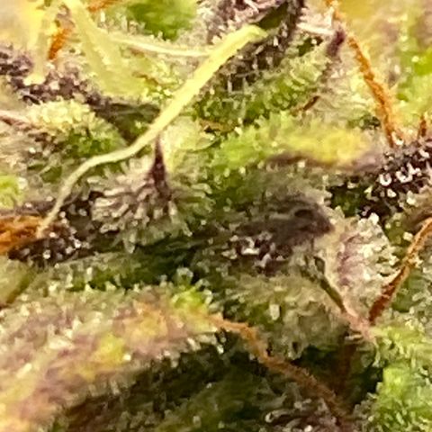Wedding cake auto growlog timeline photo
