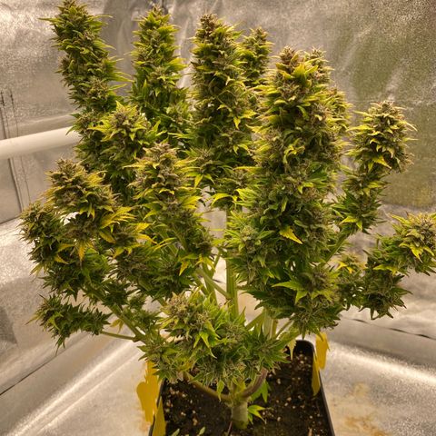 Wedding cake auto growlog timeline photo