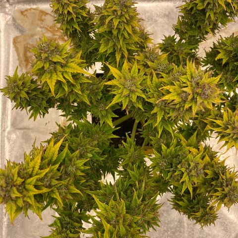 Wedding cake auto growlog timeline photo
