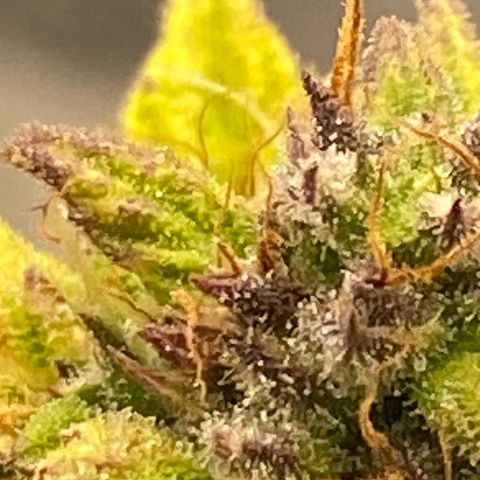 Wedding cake auto growlog timeline photo