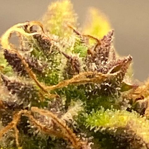 Wedding cake auto growlog timeline photo
