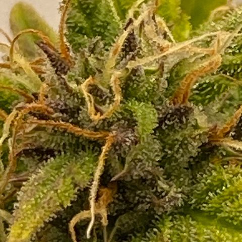Wedding cake auto growlog timeline photo