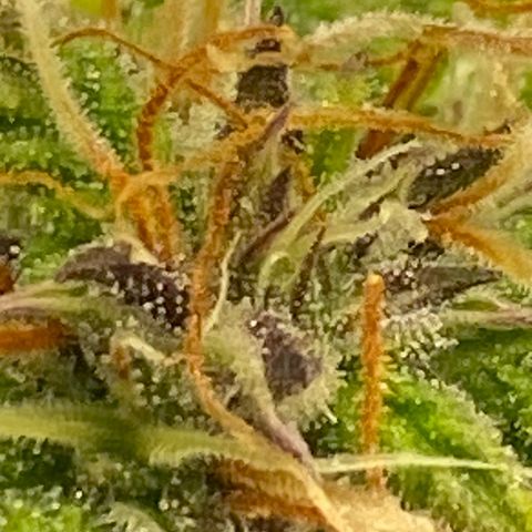 Wedding cake auto growlog timeline photo