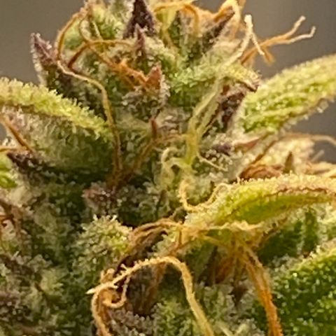 Wedding cake auto growlog timeline photo