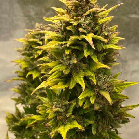 Wedding cake auto growlog timeline photo