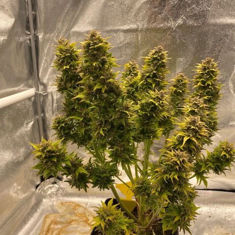 Wedding cake auto growlog timeline photo