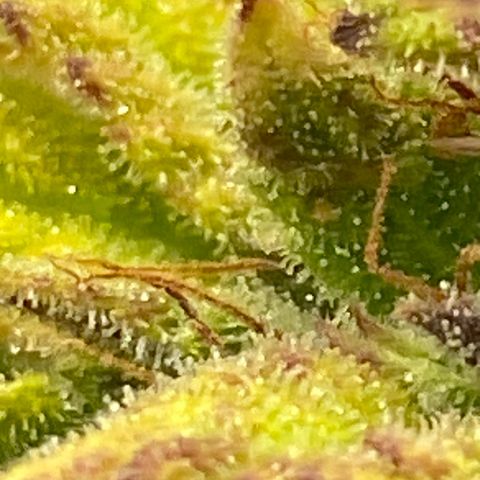 Wedding cake auto growlog timeline photo