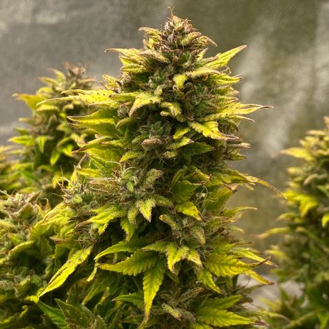Wedding cake auto growlog timeline photo