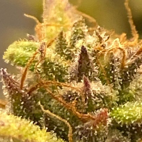 Wedding cake auto growlog timeline photo