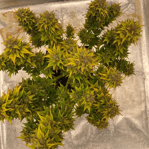 Wedding cake auto growlog timeline photo