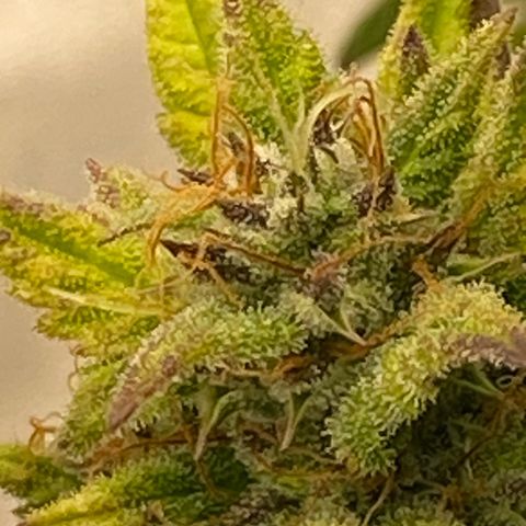 Wedding cake auto growlog timeline photo