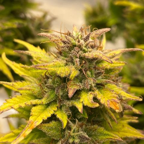 Wedding cake auto growlog timeline photo