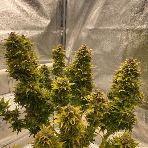Wedding cake auto growlog timeline photo