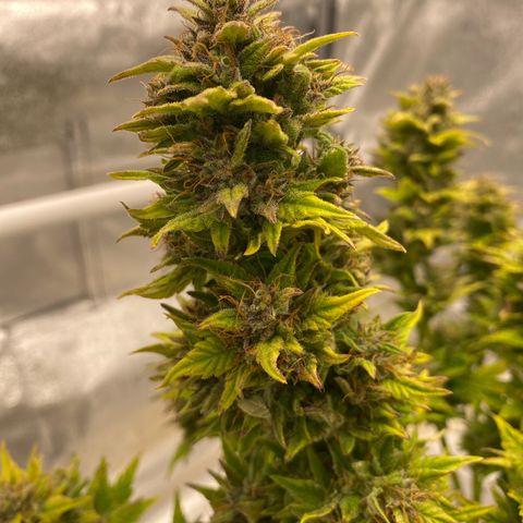 Wedding cake auto growlog timeline photo