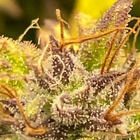 Wedding cake auto growlog photo: Almost ready