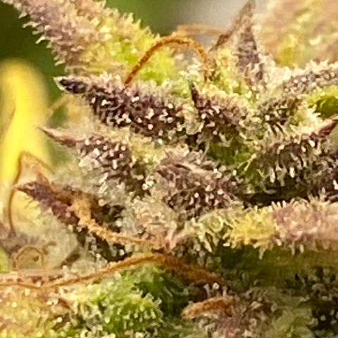 Wedding cake auto growlog photo: Almost ready