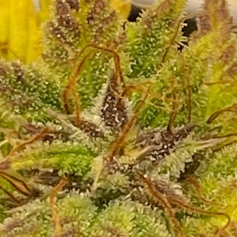 Wedding cake auto growlog photo: Almost ready