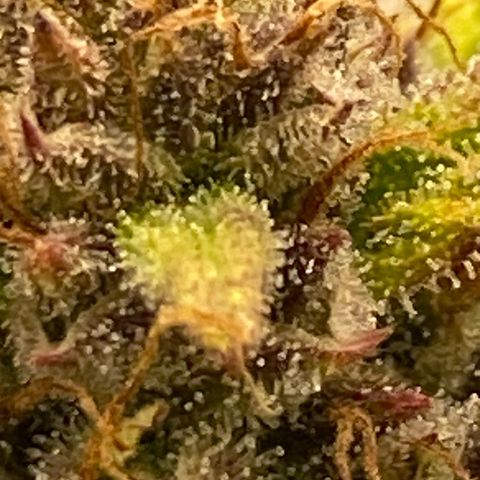 Wedding cake auto growlog timeline photo
