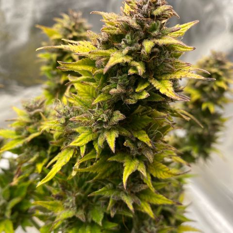 Wedding cake auto growlog timeline photo