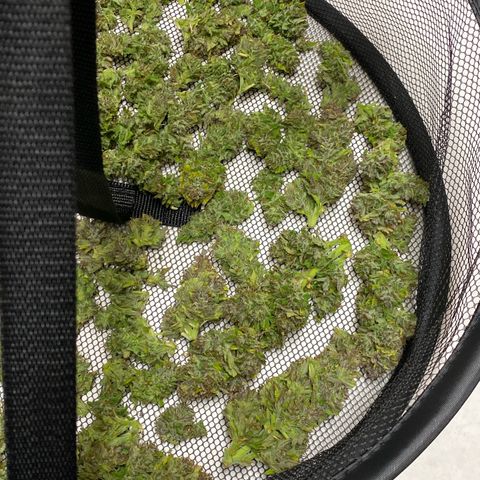 Wedding cake auto growlog timeline photo