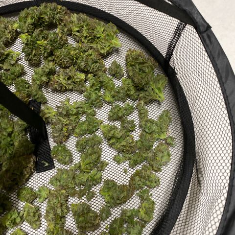 Wedding cake auto growlog timeline photo
