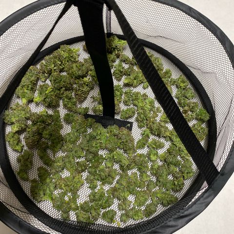 Wedding cake auto growlog timeline photo
