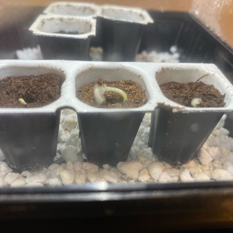 Royal Gorilla Automatic  growlog timeline photo