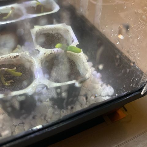 Milky Way growlog timeline photo