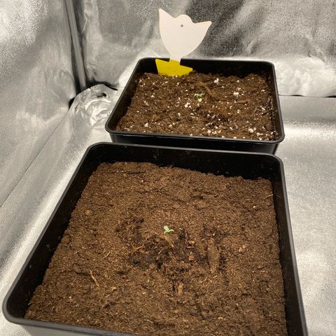 Milky Way growlog timeline photo