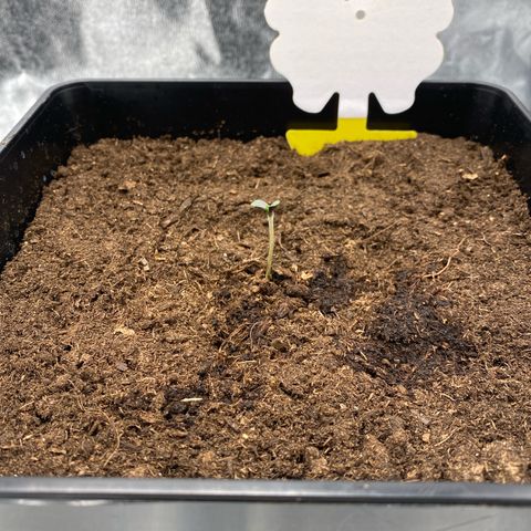 Royal Gorilla Automatic  growlog timeline photo
