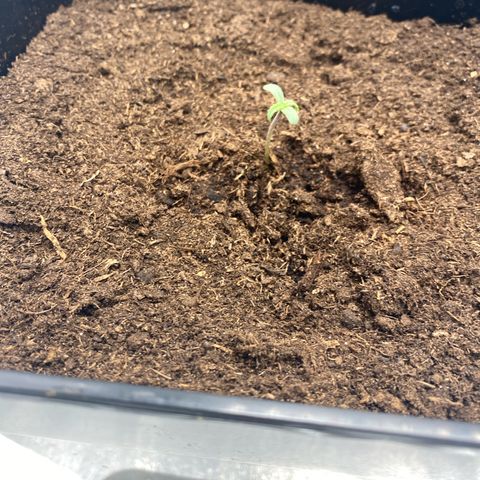Milky Way growlog timeline photo